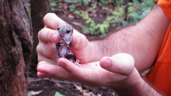 chiang_mai_flying_squirrel
